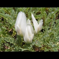 Astragalus Angustifolius (fam. Papilionacees)(Asie Mineure, Balkans) (03)